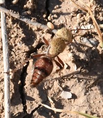 Dasymutilla snoworum