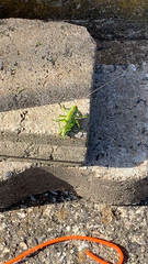 Tettigonia viridissima