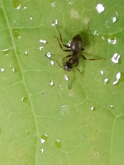 Lasius