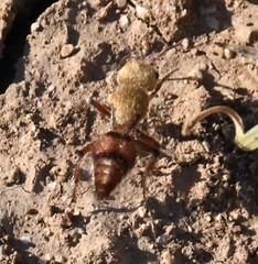 Dasymutilla snoworum