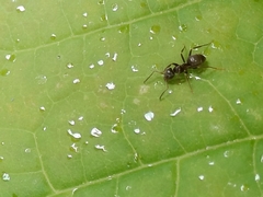 Lasius