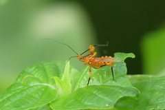 Sphedanolestes xiongi