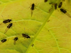 Aphis craccivora