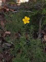Hibbertia hypericoides hypericoides