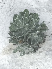 Chrysopsis scabrella