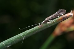 Athripsodes albifrons