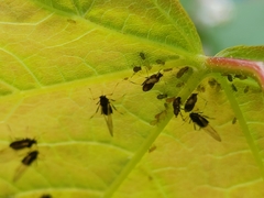 Aphis craccivora