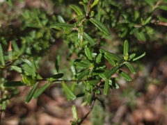 Hibbertia hypericoides hypericoides