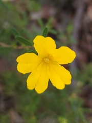 Hibbertia hypericoides hypericoides