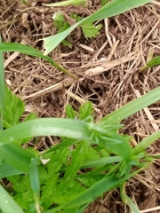 Micrommata virescens