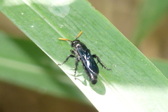 Scolia affinis