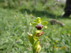 Ophrys fusca funerea