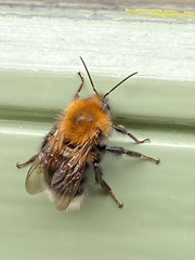 Bombus hypnorum