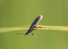 Ischnodemus sabuleti