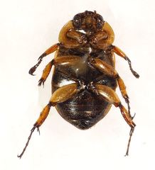 Cyclocephala subsignata