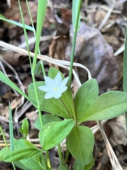 Lysimachia europaea