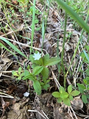 Lysimachia europaea