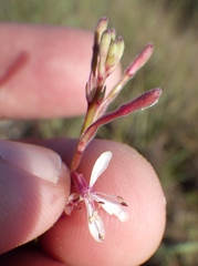 Oenothera simulans