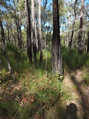 Xanthorrhoea gracilis