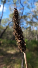 Xanthorrhoea gracilis