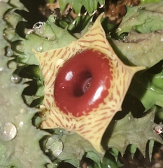 Huernia zebrina