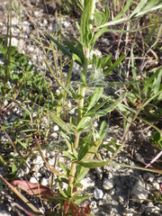 Oenothera simulans