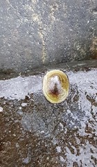 Ancylus fluviatilis