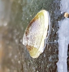 Ancylus fluviatilis