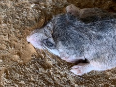Graphiurus