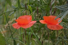 Papaver rhoeas