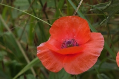 Papaver rhoeas