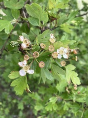 Crataegus monogyna