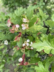 Crataegus monogyna