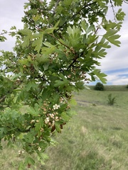 Crataegus monogyna