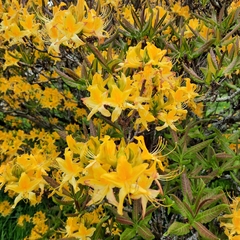 Rhododendron luteum