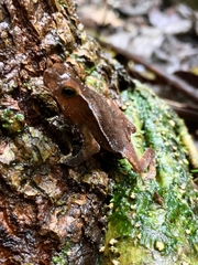 Rhinella dapsilis