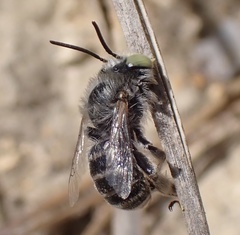Anthophora bimaculata