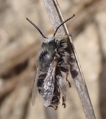 Anthophora bimaculata
