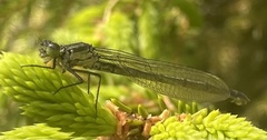 Coenagrion hastulatum