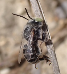 Anthophora bimaculata