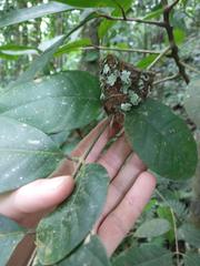 Orthorhyncus cristatus