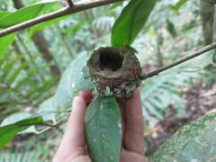 Orthorhyncus cristatus