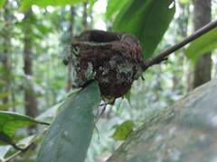 Orthorhyncus cristatus