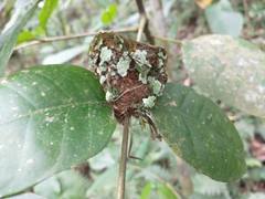 Orthorhyncus cristatus