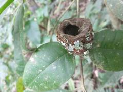 Orthorhyncus cristatus