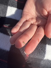 Polydrusus impressifrons