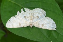 Ophthalmitis