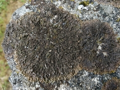 Xanthoparmelia verruculifera