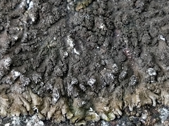 Xanthoparmelia verruculifera