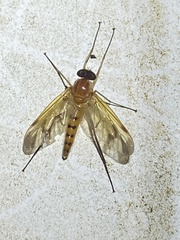 Rhagio floridensis
